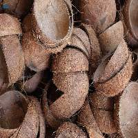 Export Grade Raw Dried Coconut Shells 