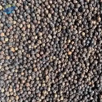 Export Grade Pure Black Pepper 500-550gl
