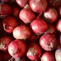 Premium Quality Fresh Pure Red Onions