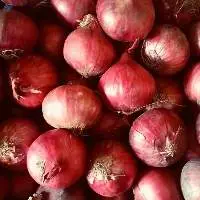 Premium Quality Fresh Pure Red Onions