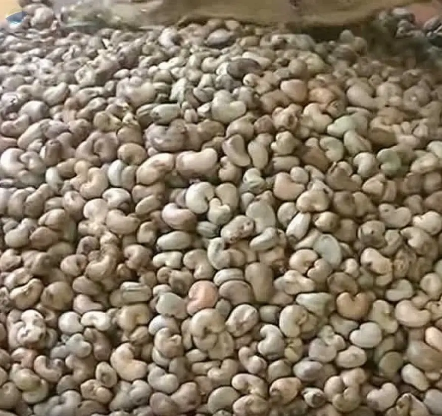 Raw Cashew Nut