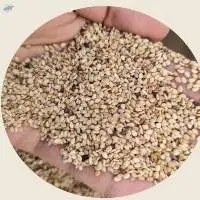 Machine Cleaned Sesame Seeds