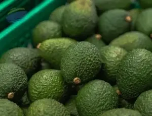 Hass Avocado