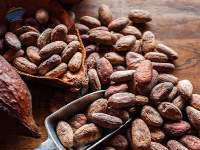 Cocoa Beans