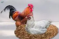 Chicken Products