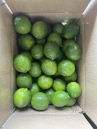 Fresh Lemon / Lime
