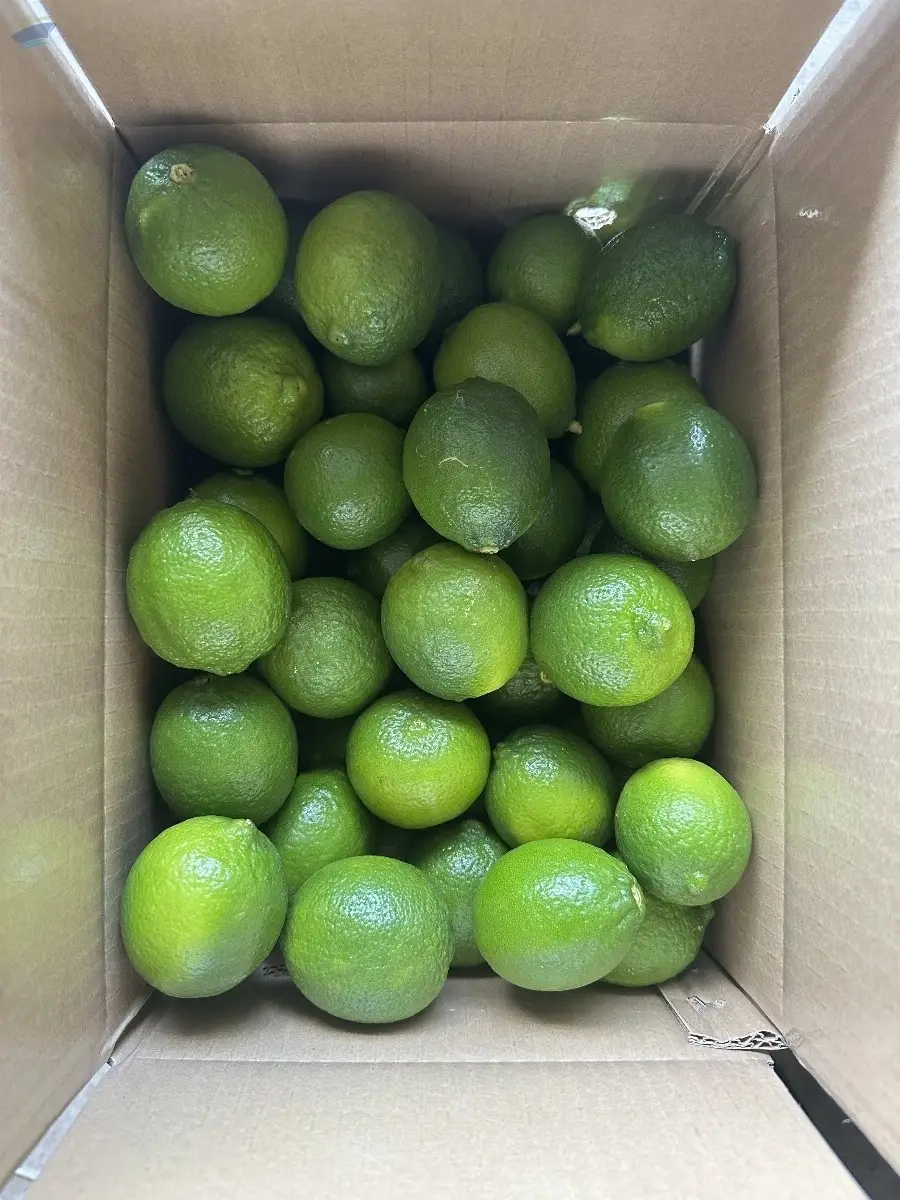 Fresh Lemon / Lime