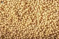 soybean