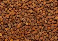 Chana (Chickpea)