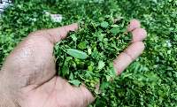 Premium Dried Kasuri Methi Fenugreek Leaves