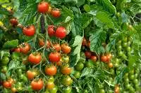 Organic Tomato