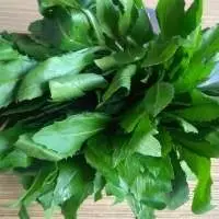 Organic Sunflower Leaves