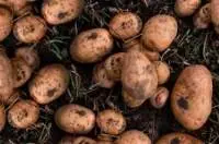 Organic Potato
