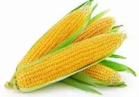Organic Sweet Corn