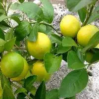 Organic Lemon