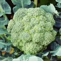 Organic Broccoli