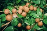 Organic Sapota (Chiku)