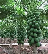 Organic Papaya