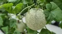 Organic Muskmelon