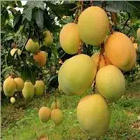 Organic Mango