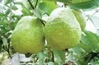 Organic Guava