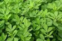 Organic Fenugreek