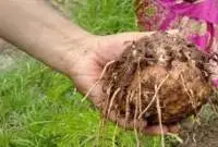 Organic Elephant Foot Yam