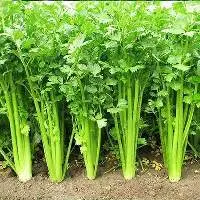 Organic Celery
