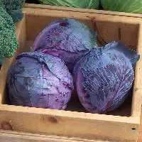 Organic Cabbage Red