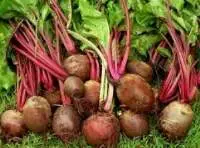 Organic Beet Root