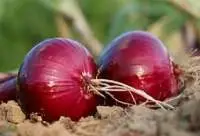 Organic Onion