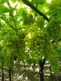Grapes Green (Residue Free)