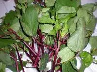 Organic Gongura