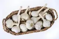 Organic Garlic