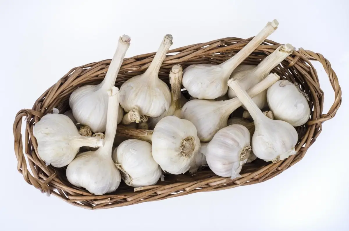 Organic Garlic