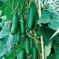 Organic Cucumber Green