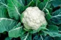 Organic Cauliflower