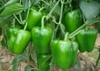Organic Capsicum Green
