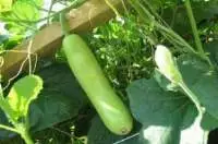Organic Bottle Gourd