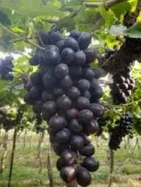 Black Grapes - Residue Free