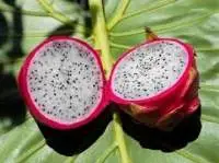 Dragon Fruit