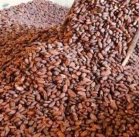 Cocoa Beans, Cocoa Powder, Cocoa Shells