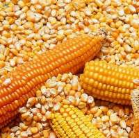 Yellow Corn, Popcorn, White Corn Maize
