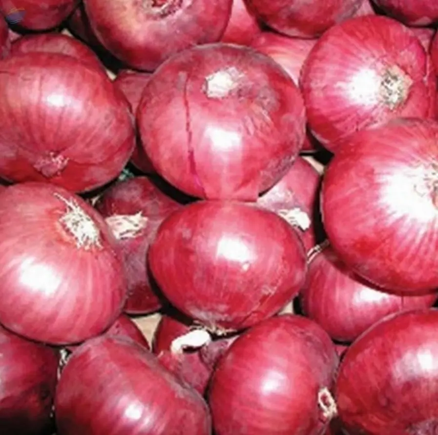 Fresh Round Onions Grade AA