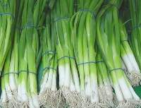 Fresh Spring Onions