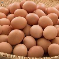 Large/Medium Eggs Brown Fresh Table Eggs