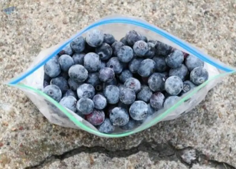 Blueberries Whole Frozen/Fresh Blueberry
