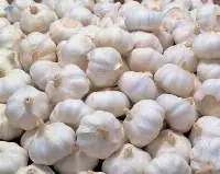 Whole White Garlic, Fresh Garlic