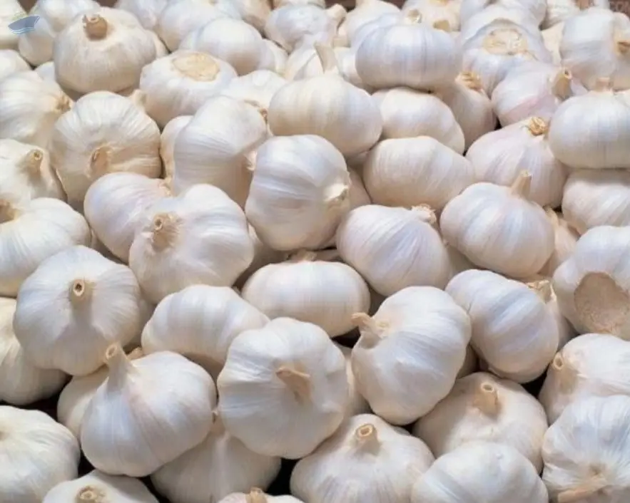 Whole White Garlic, Fresh Garlic