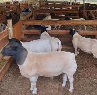 Livestock Boer Goats, Sheep, Holstein Heifers